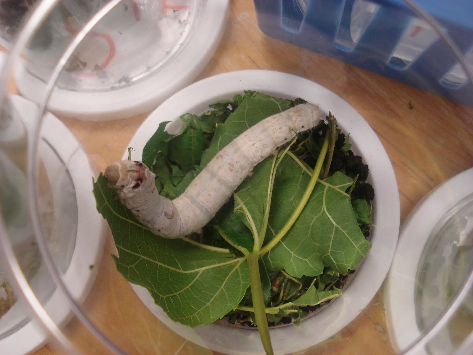 Stories from Kindergarten Things We Have Learned About Silkworms
