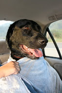 Here is Riley after his first dip in the Pacific Ocean...we thought we may have lost him