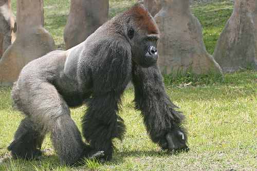 Do you think an apex silverback gorilla could deadlift 1000lbs right ...
