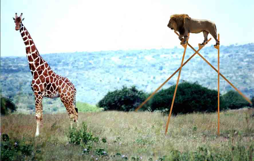 cats on stilts