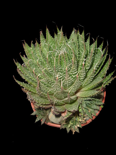 [Aloe+Aristata.JPG]