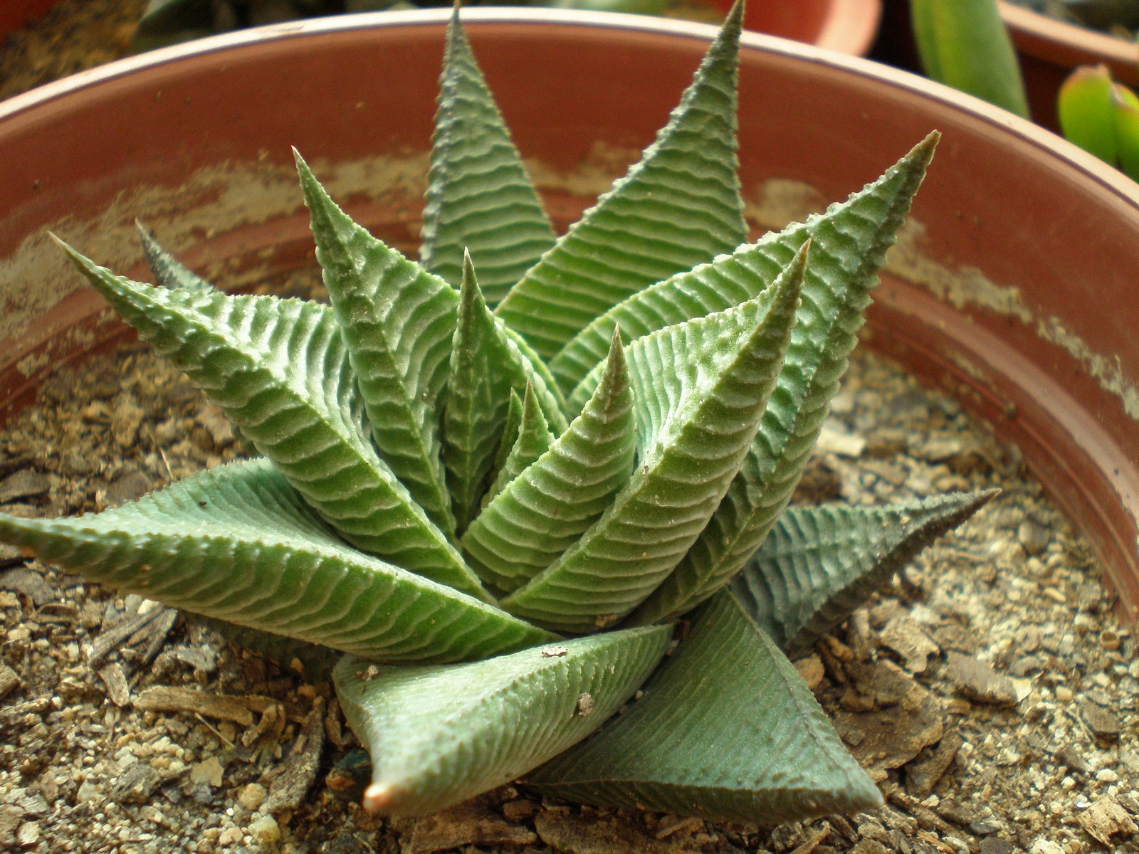 [h.+limifolia.JPG]