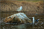 Seagulls at Oliver Mills Park