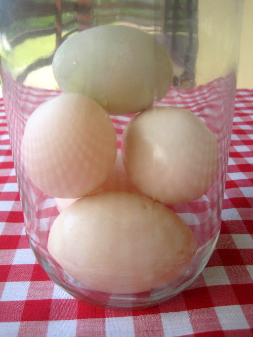 Pictures Of Eggs In Salt Water. duck/chicken eggs; salt and