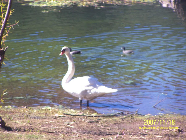 Aves en la laguna de Juanacatlán