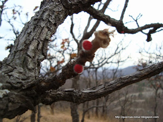 quercus floreciendo