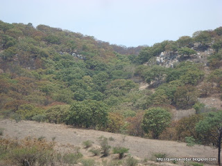 Cañada de encinos