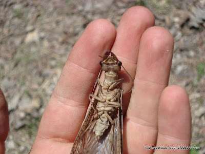 un insecto extraño