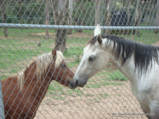 El caballo blanco y el potrillo