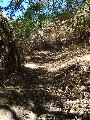 Vereda en la Barranca La Morita, Cerro Viejo