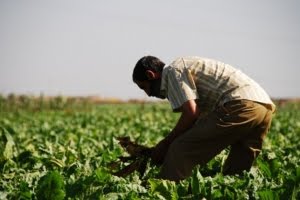 [Moroccan-farmer.jpg]