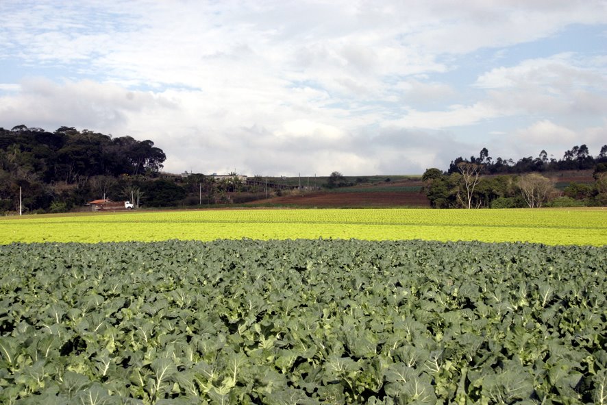 [Plantacao_Couve.jpg]