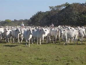 [pecuaria+orgânica.jpg]