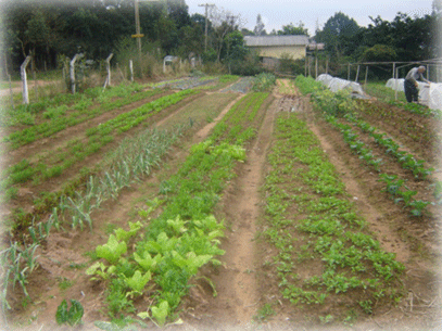 [horta+orgânica.gif]