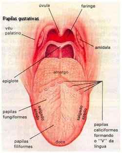 [olfato-e-gustacao-2.jpg]