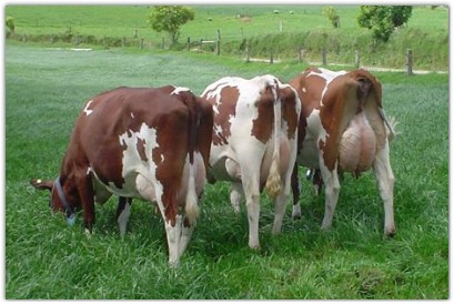 VACAS LEITEIRAS AYRSHIRE VACA LEITEIRA AYRSHIRE