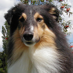 Marquis, min fantastiske arbejdssheltie der desværre kun blev 10 år. Kaldet Nilfisk - hvorfor mon?