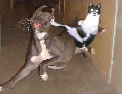 Ninja+Kitty.jpg
