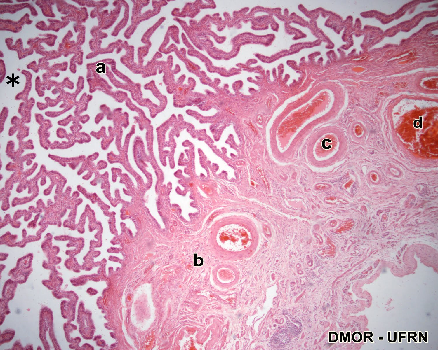 Ciências Morfológicas UFRN Sistema Reprodutor Feminino