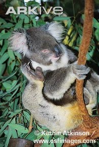 [Koala-grooming-using-specialised-hind-paw.jpg]