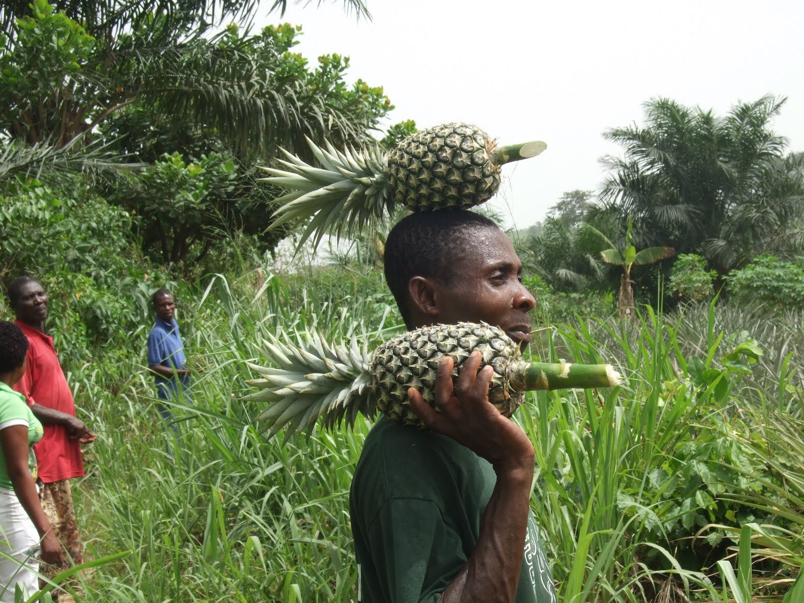 World Class Ghana A Visit to Samsam Jack's Pineapple Farm (Tuesday)