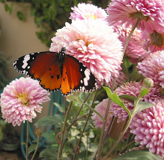 FIRST AMONGST EQUALS...Flowers from the winter garden! 8 IMG 1216