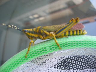 grasshopper+2