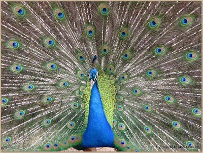 Coffee Butter Cake ... from The Australian Heritage Cookbook 34 koala+park2