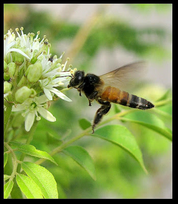 VOTE FOR THE EARTH - Switch off your lights for an hour! 39 earth+hour