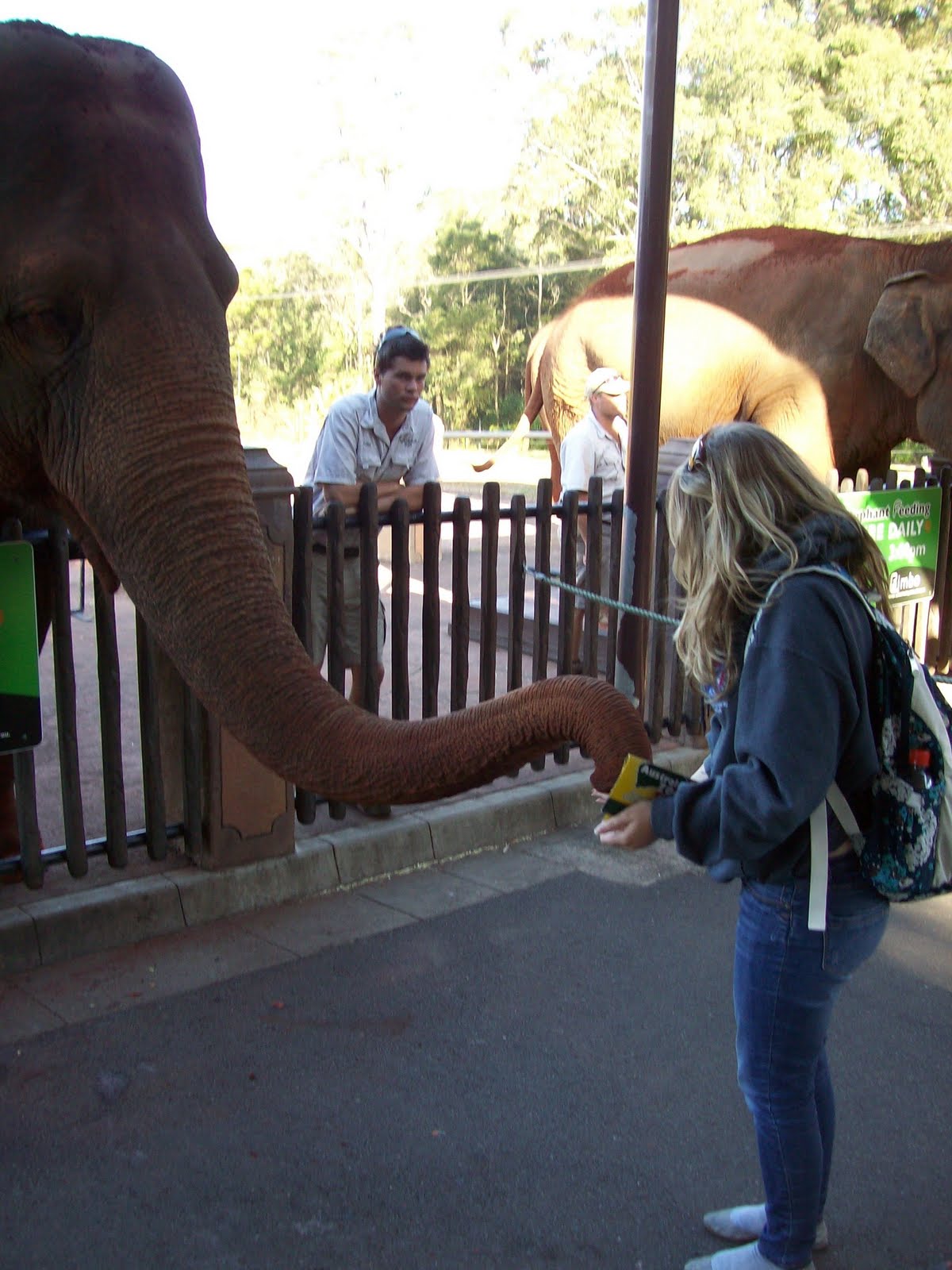 A year in Australia Busy Week The Zoo!