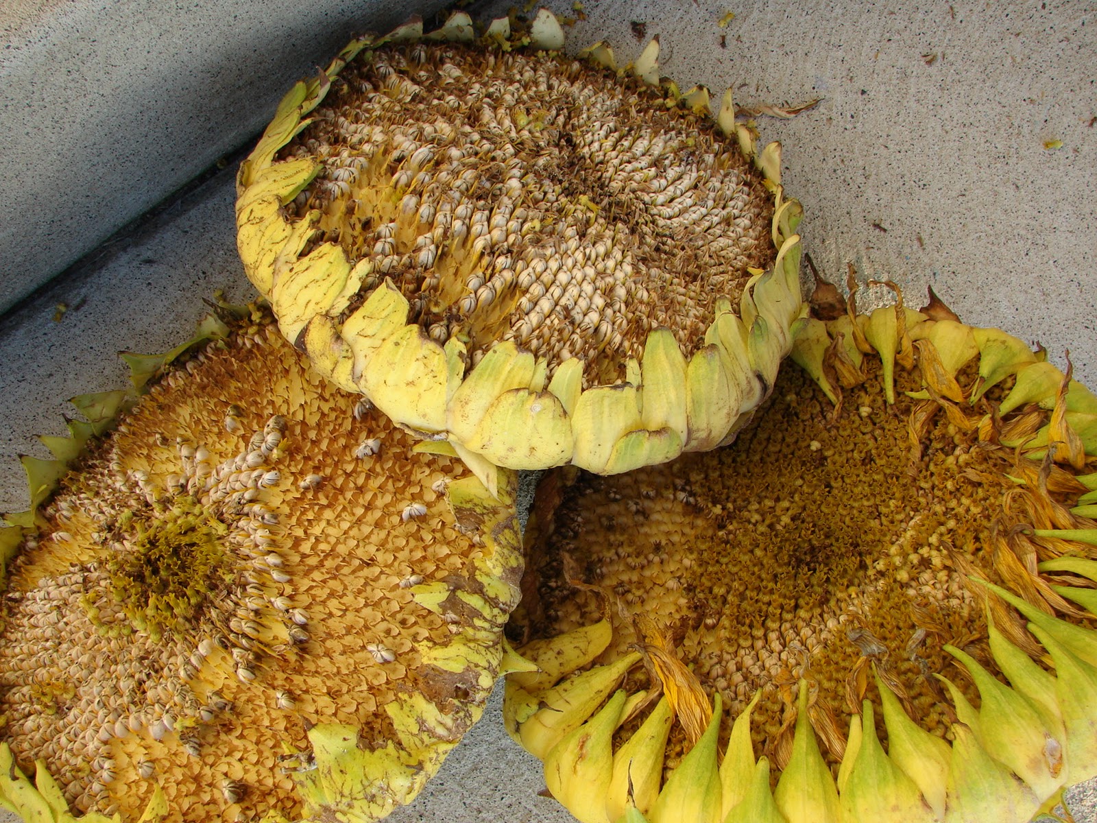 Sunflower Seeds From Our Garden