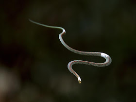 flying snakes studied 29256 600x450 10 Jenis Ular Paling Eksotik Di Dunia