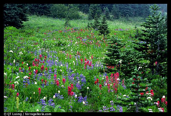 [Wildflowers+and+trees+at+Paradise.+Mount+Rainier+National+Park,+Washington.jpg]