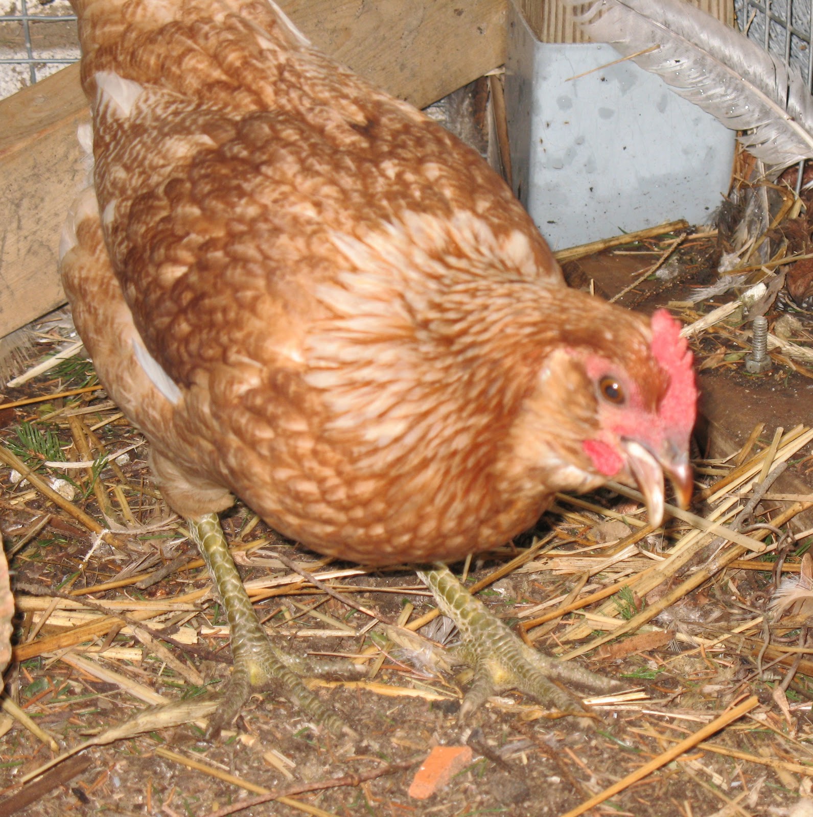Razzberry Corner Introducing Jade, the GreenEggLaying Chicken