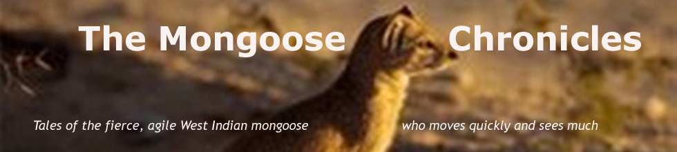 The Mongoose Chronicles
