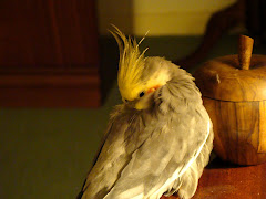 dozing boris!