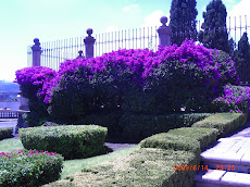 Bugambilias