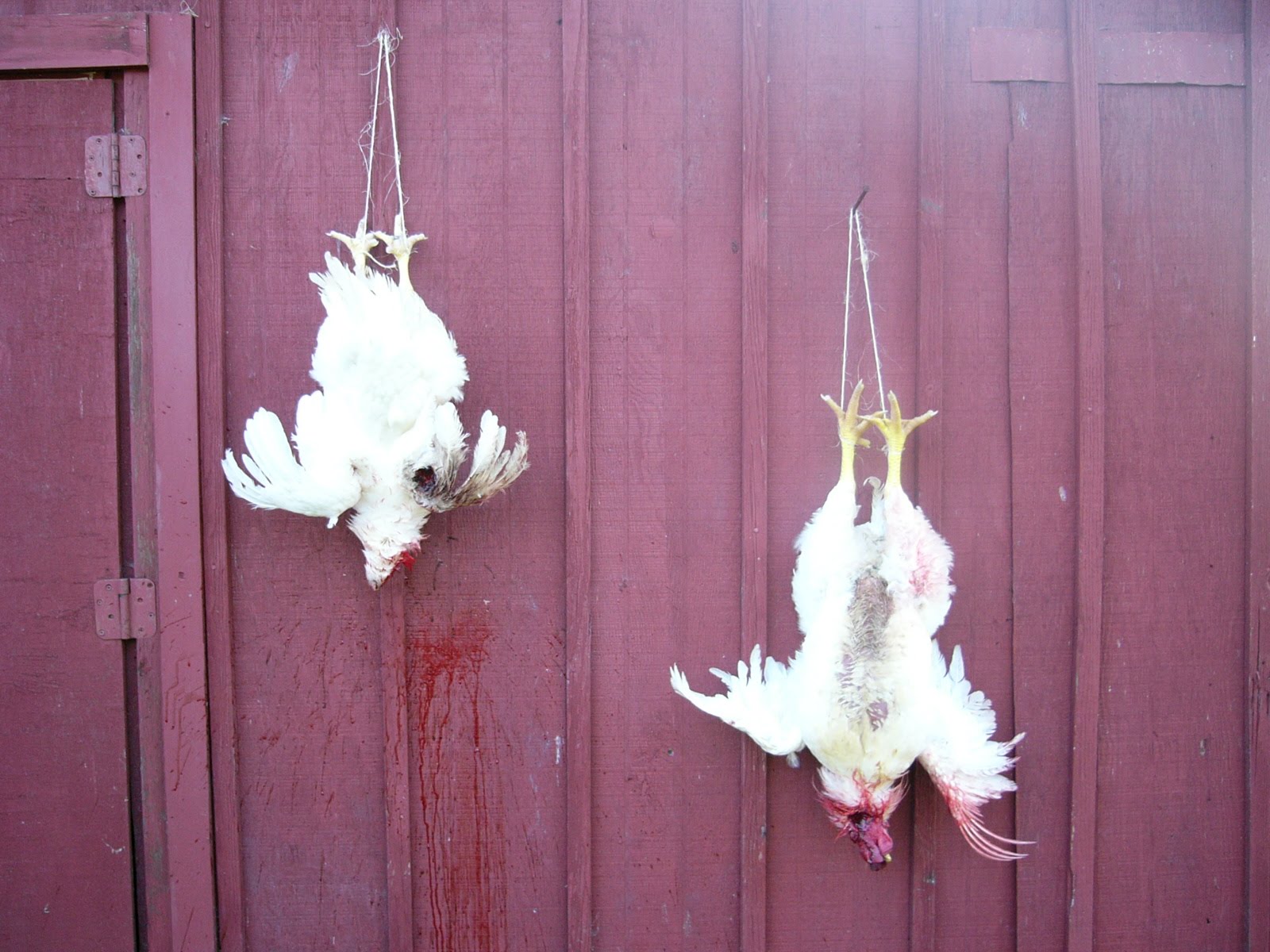 Dynamite Skills Chicken Butchering