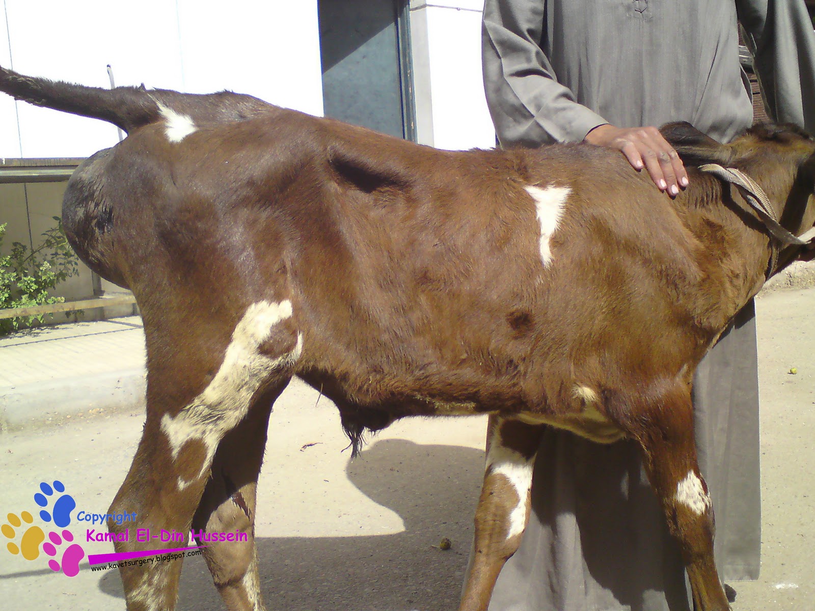 Urethral Dilatation in calves Veterinary surgery