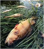 Acid Rain: The Effects In Animals And Vegtation