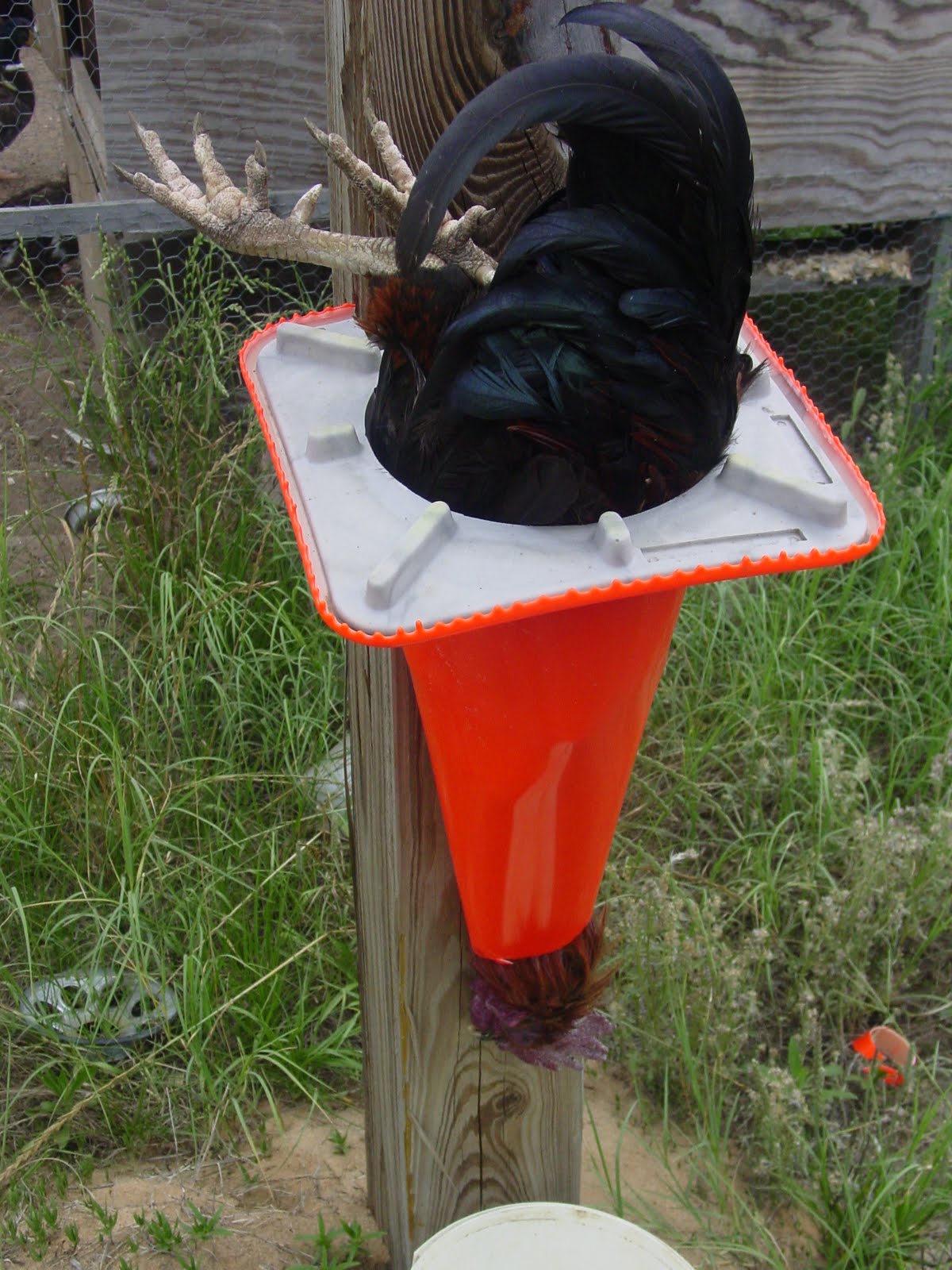 Tell a Plans for chicken killing cones My pet chick