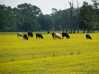 Cows in the Buttercups