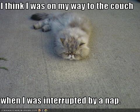[funny-pictures-cat-i-think-i-was.jpg]