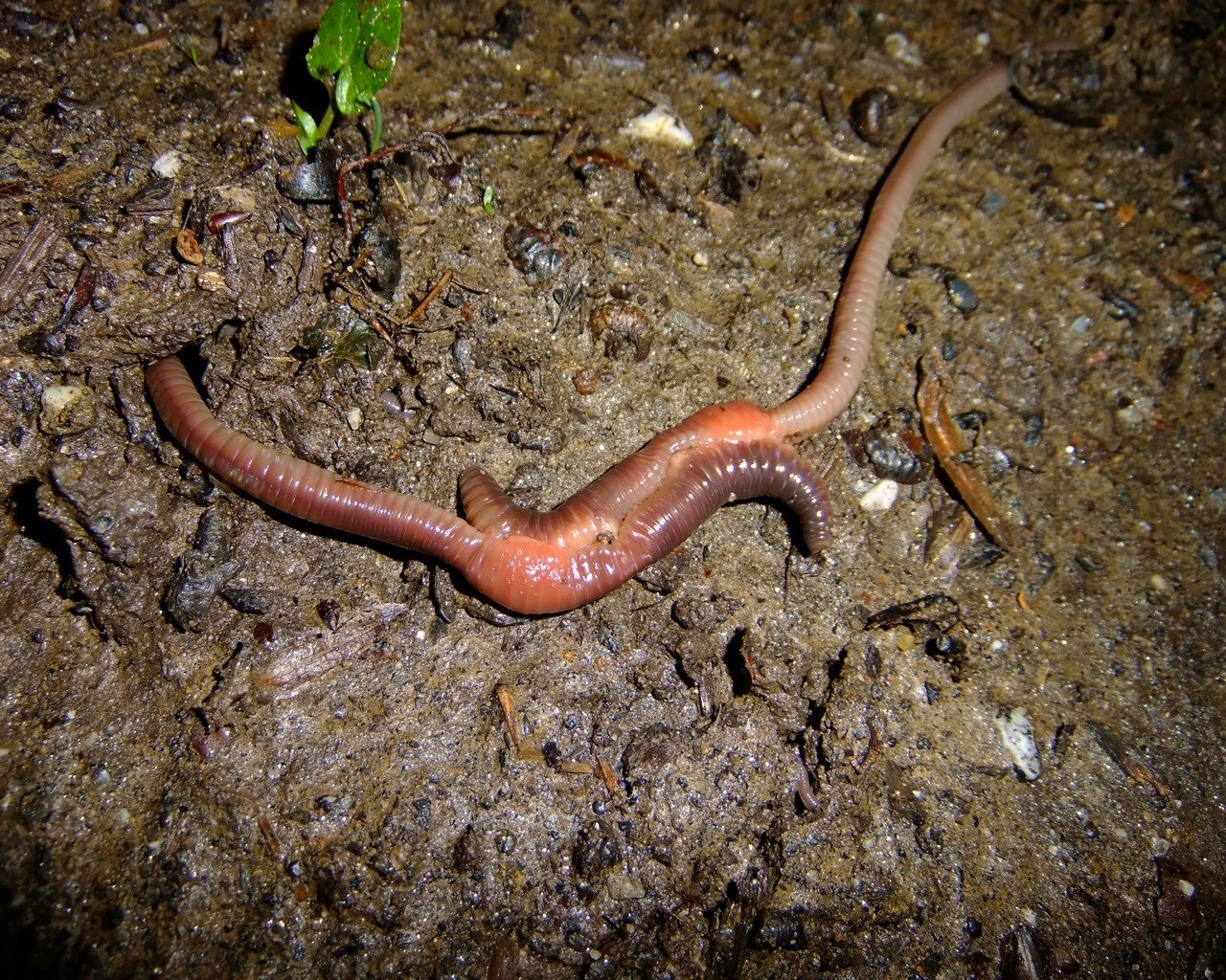 Worms love earth Earthworms & their soil August 2010