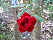 Una rosa roja es simbolo de amor