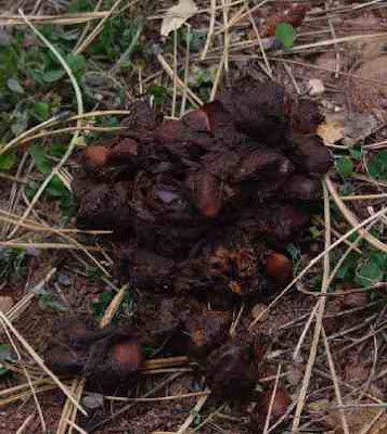 Bear scat with plum pits. 13 Oct. 2007.  Photo by Chas s. Clifton