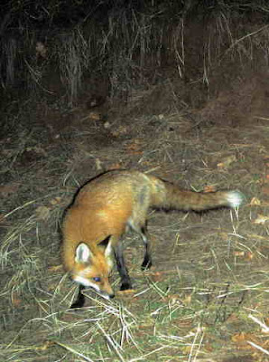 Red fox, April 13, 2008. Photo by Chas S. Clifton
