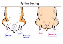 Syrian Sexing
