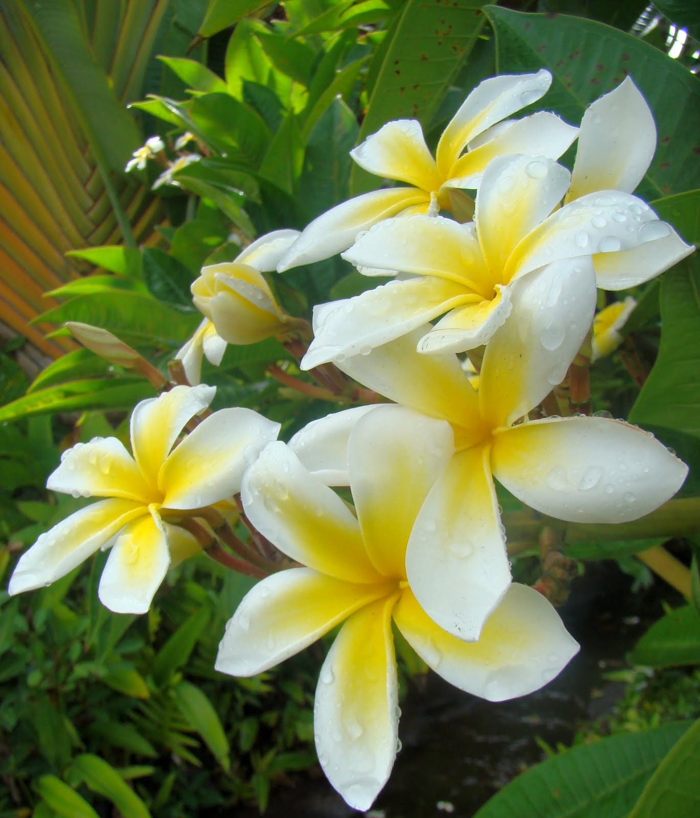 The Flowers of Hawaii