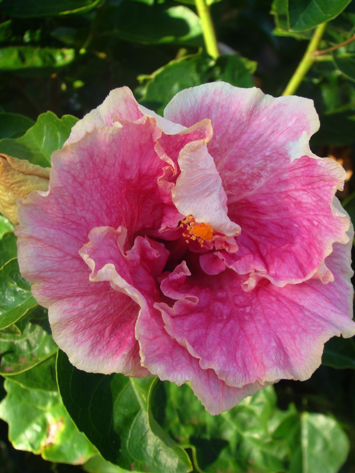 The Flowers of Hawaii
